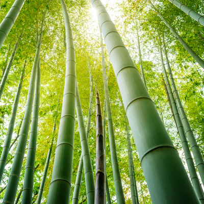 Why we Use Bamboo