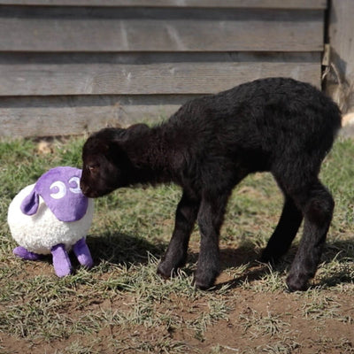 Lambing at Butser